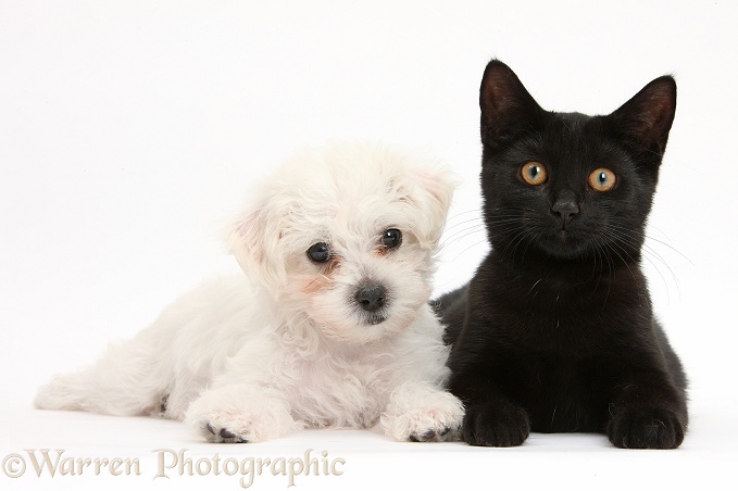 Cute white Bichon Frise x Yorkshire Terrier dog puppy, Georgie, 8 weeks old, with black female cat, Pachie, 5 months old, white background