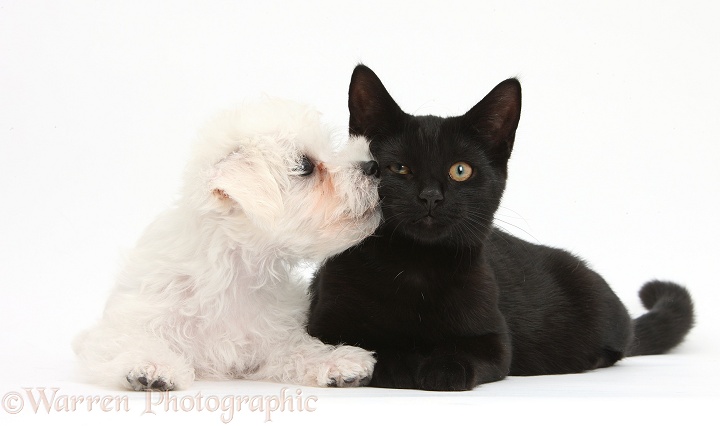 Cute white Bichon Frise x Yorkshire Terrier dog puppy, Georgie, 8 weeks old, kissing black female cat, Pachie, 5 months old, white background