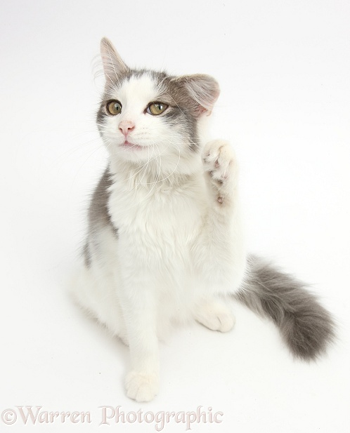 Grey-and-white female cat, Dottie, 5 months old, looking up and waving, white background