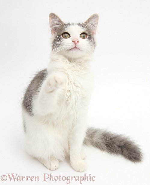 Grey-and-white female cat, Dottie, 5 months old, looking up and pointing with a raised paw, white background