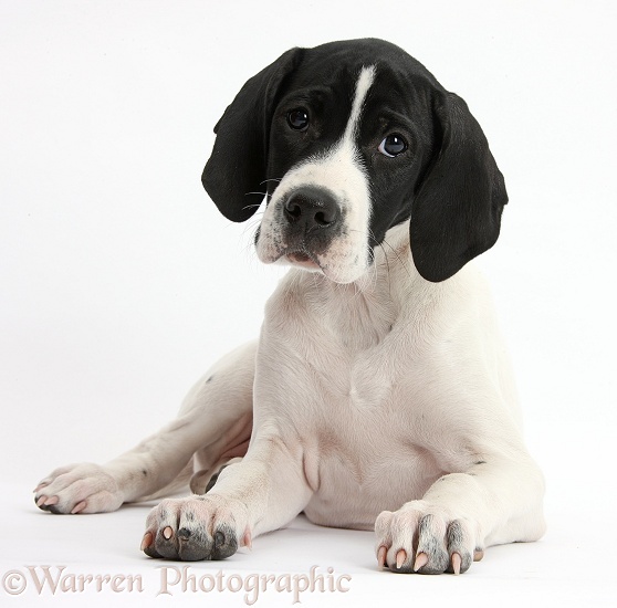 English Pointer puppy, Isla, 10 weeks old, lying with head up, white background