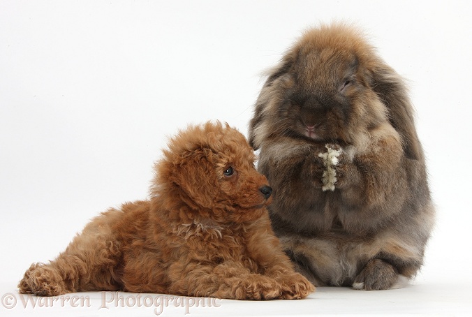 Cute red Toy Poodle puppy and Lionhead Lop rabbit, Dibdab, sitting up and grooming, white background