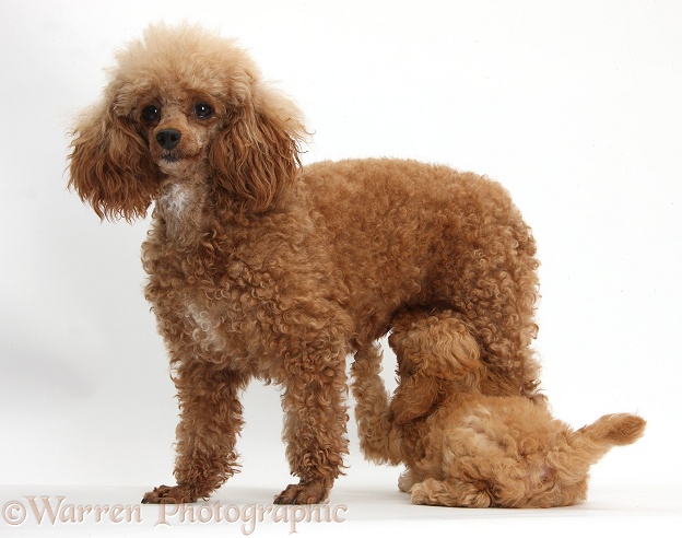 Red Toy Poodle puppy suckling its mother, white background