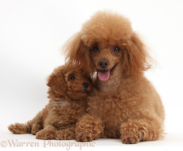Red Toy Poodle dog, Reggie, and puppy, white background