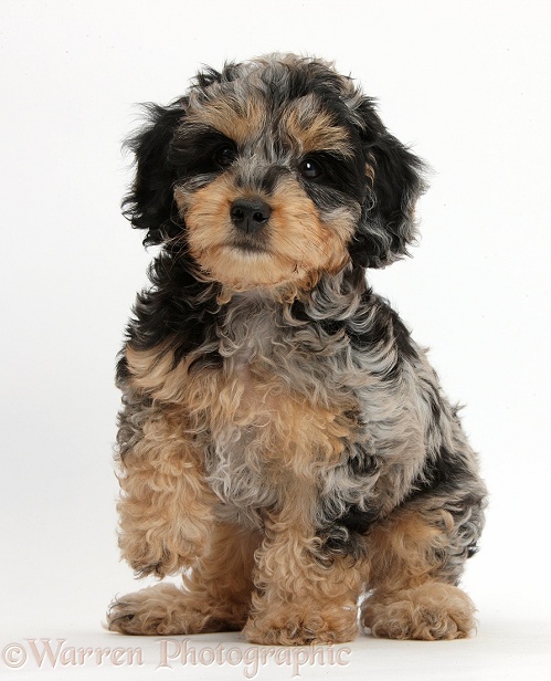 Cute tricolour merle Daxie-doodle puppy, Dougal, sitting with one paw raised, white background