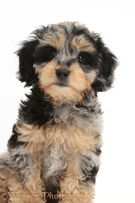 Cute tricolour merle Daxie-doodle puppy, Dougal, white background