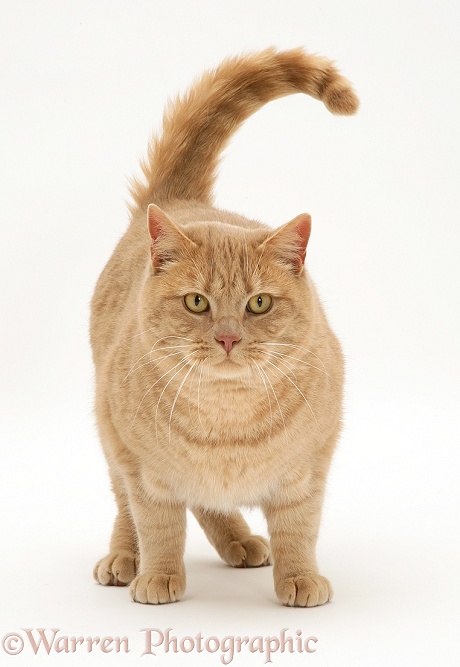 British Shorthair Cream Spotted male cat, Horatio, standing, white background