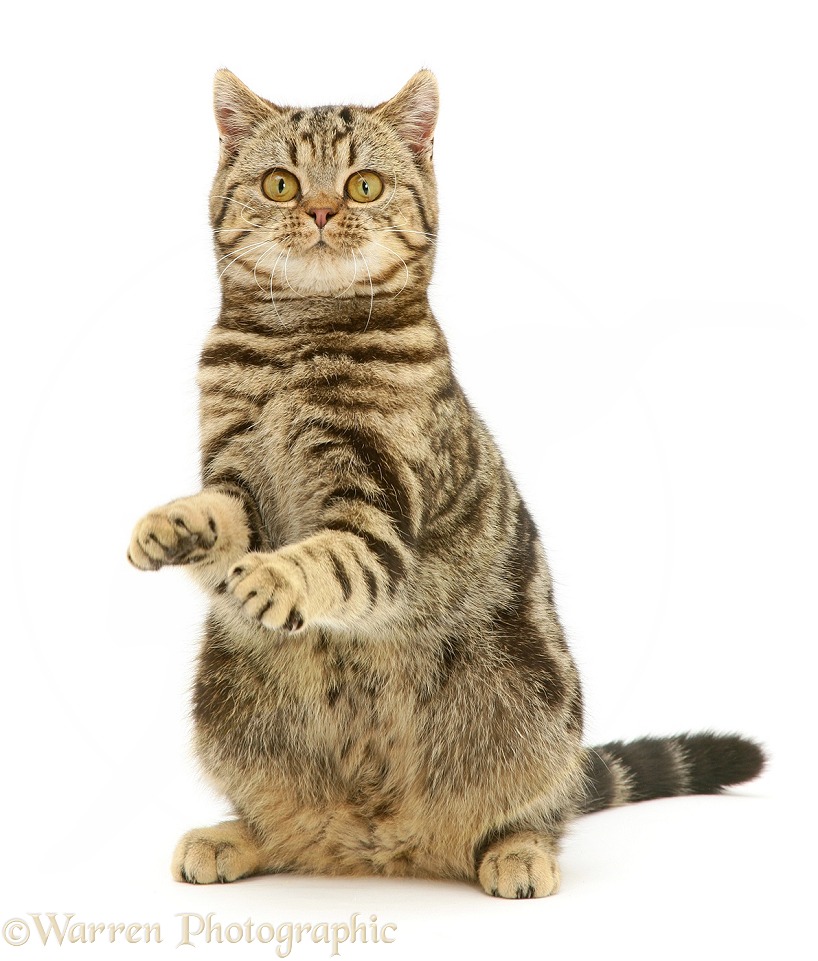 British Shorthair Brown Spotted cat, Tiger Lily, sitting with raised paws, white background