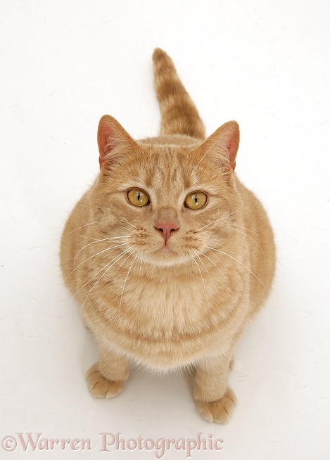 Cream spotted British shorthair cat, Horatio, sitting and looking up, white background