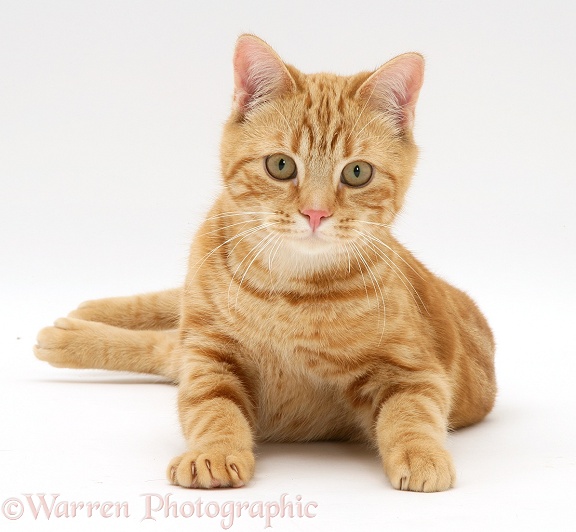 Young red tabby cat, Benedict, 7 months old, lying with head up, white background