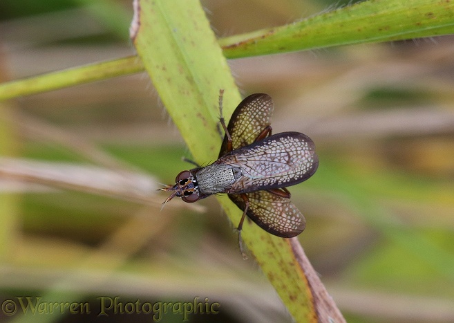 Snail-killing fly (Coremacera marginata) mating pair, viewed from above