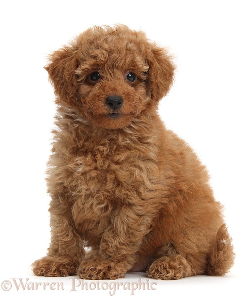 Cute red Toy Poodle puppy sitting, white background