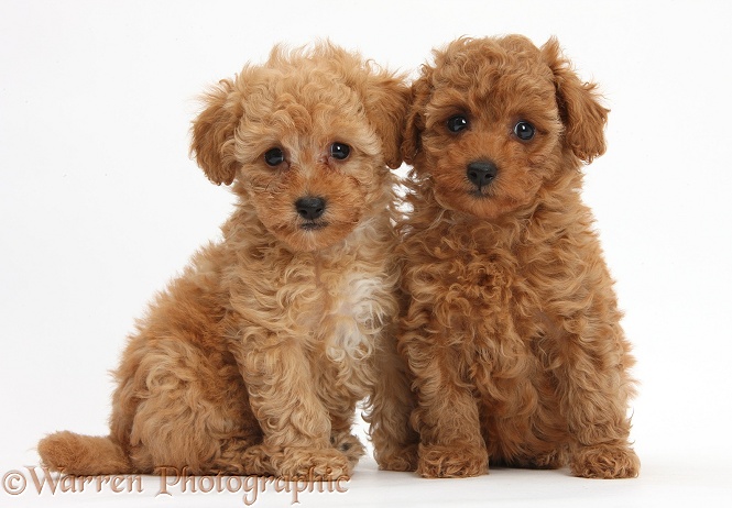 Two cute red Toy Poodle puppies, white background