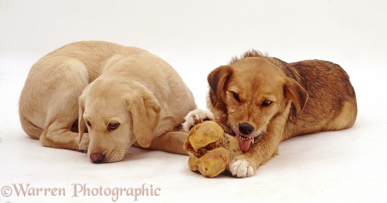 Yellow Labrador pup, 12-weeks-old, crying away from food-guarding Lakeland Terrier x Border Collie, Bess, white background