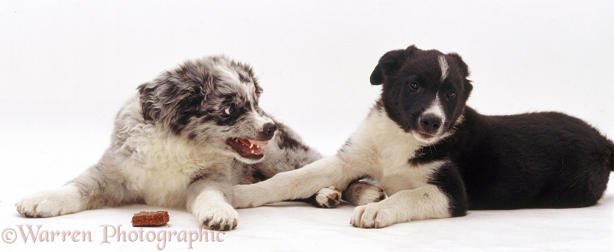 Border Collie pup showing aggression, white background