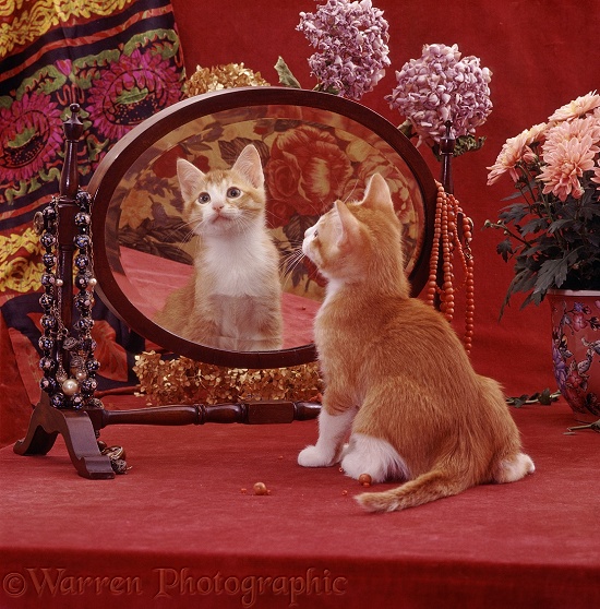 Ginger-and-white kitten looking at reflection in mirror of antique dressing table