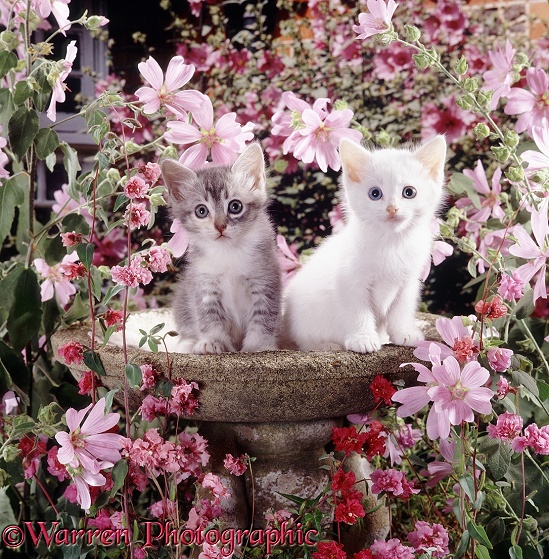 Tabby and white kittens, 6 weeks old, in empty bird bath among flowers