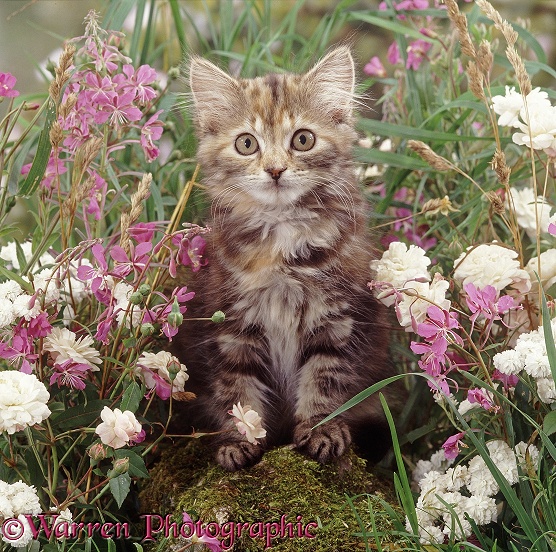 Fluffy tabby kitten among pink and white flowers
