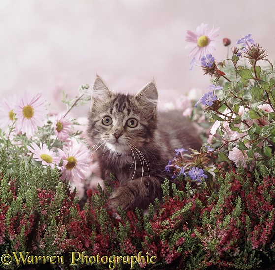 Fluffy tabby kitten among pink daisies and heather