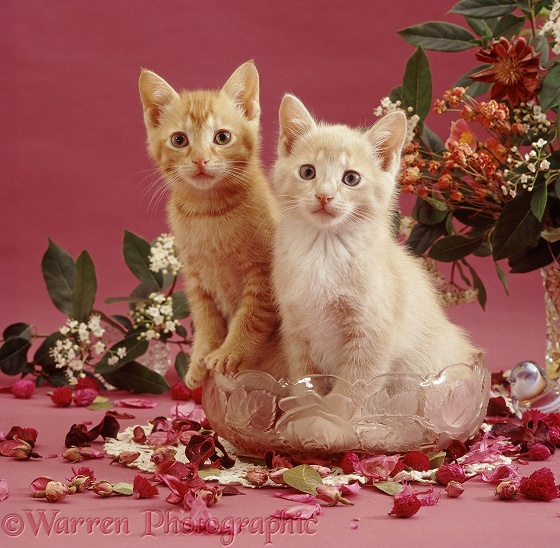 Ginger kittens, 9 weeks old, has been playing with pot pourri in a glass bowl