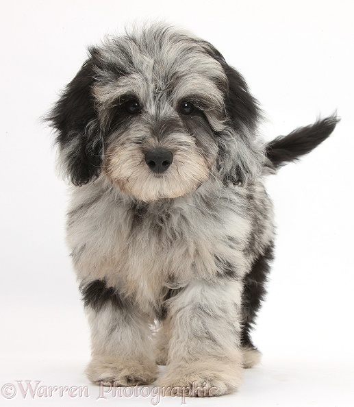 Fluffy black-and-grey Daxie-doodle pup, Pebbles, walking, white background