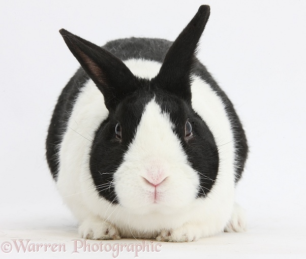 Black Dutch male rabbit, white background