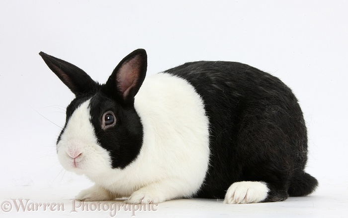 Black Dutch male rabbit, white background