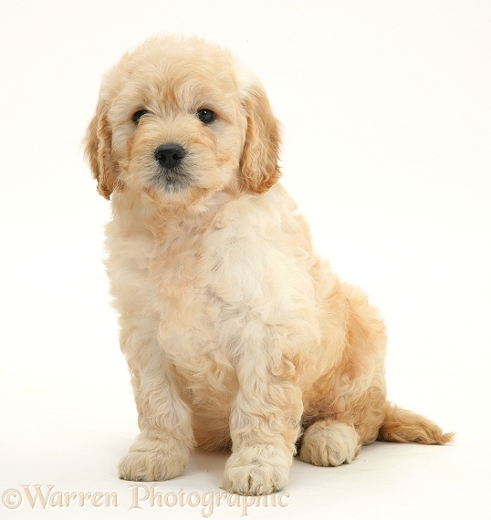 Miniature Goldendoodle pup, 7 weeks old, sitting, white background
