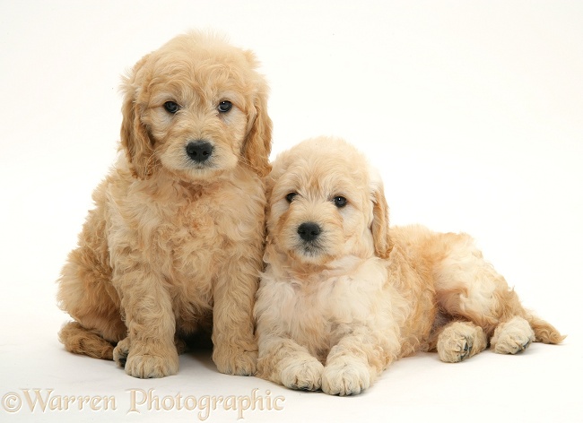 Miniature Goldendoodle pups, 7 weeks old, white background