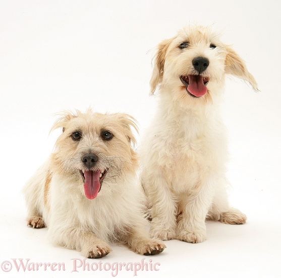 Mongrel dog, Mutley, and Jack Russell Terrier bitch, Daisy, white background
