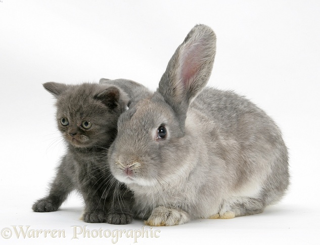 Grey kitten with grey windmill-eared rabbit, white background