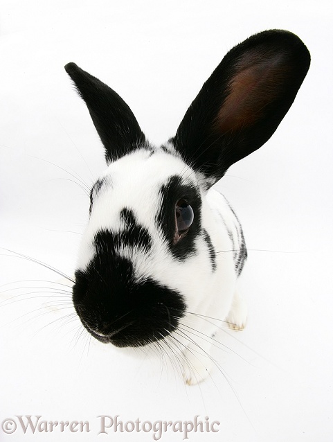 Black-and-white spotted rabbit, white background