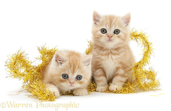 Ginger kittens with yellow Christmas tinsel, white background