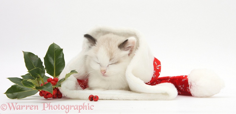 Ragdoll-cross kitten sleeping in a Father Christmas hat with holly, white background