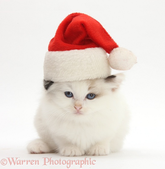 Ragdoll-cross kitten wearing a Father Christmas hat, white background