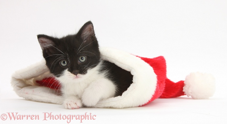 Black-and-white kitten in a Father Christmas hat, white background