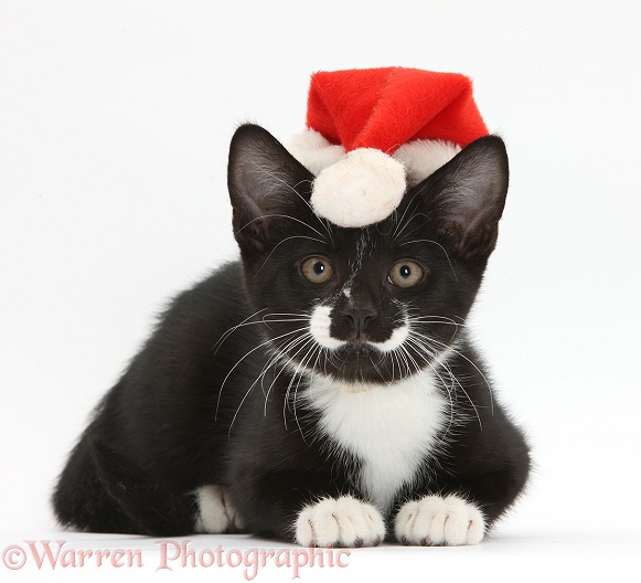 Black-and-white tuxedo kitten, Tuxie, 11 weeks old, with Father Christmas hat on, white background