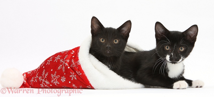 Black and black-and-white kittens, Buxie and Tuxie, 11 weeks old, in a Father Christmas hat, white background