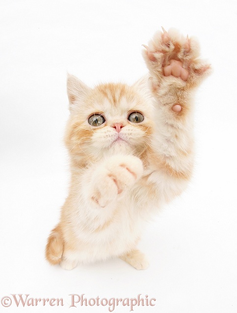 Ginger kitten reaching up, white background