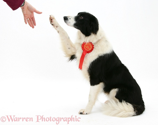 Black-and-white Border Collie bitch Phoebe, wearing a rosette, and giving a paw, white background