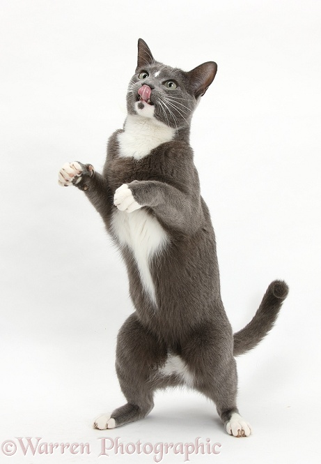 Blue-and-white Burmese-cross cat, Levi, standing and reaching up, white background