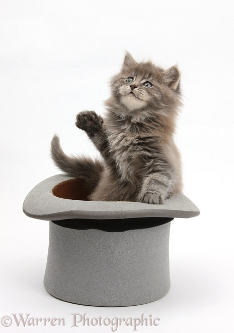 Maine Coon kitten, 7 weeks old, in a top hat, white background