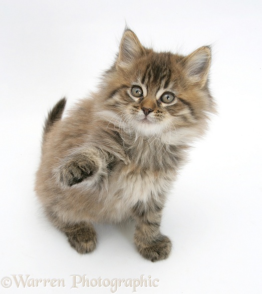 Maine Coon kitten, 8 weeks old, reaching up with paw, white background