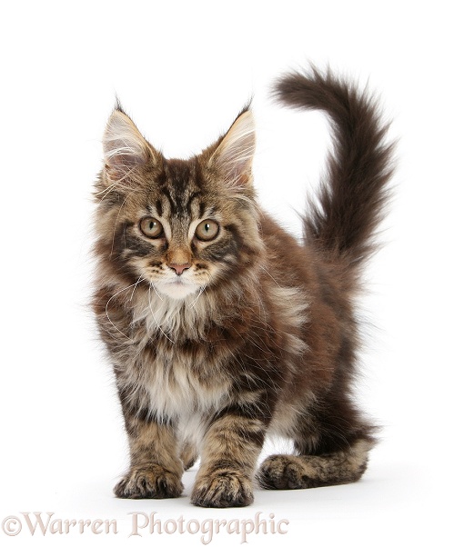 Tabby Maine Coon kitten, Logan, 12 weeks old, white background