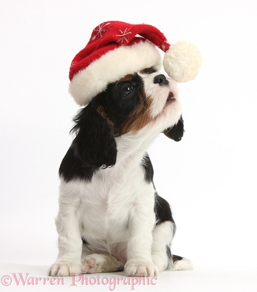 Cavalier King Charles Spaniel puppy wearing a Father Christmas hat and trying to bite the bobble, white background