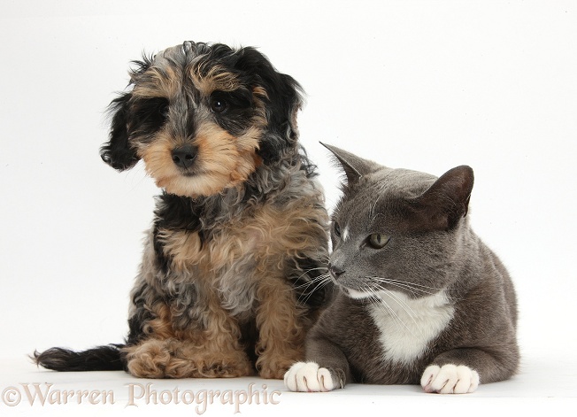 Cute tricolour merle Daxie-doodle puppy, Dougal, sitting with Blue-and-white Burmese-cross cat, Levi, white background