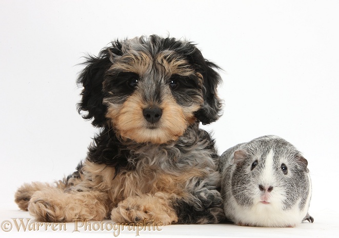 Cute tricolour merle Daxie-doodle puppy, Dougal, with silver-and-white Guinea pig, Twinkle, white background