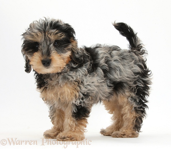 Cute tricolour merle Daxie-doodle puppy, Dougal, standing, white background