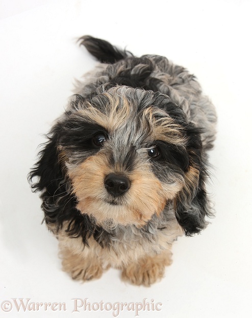 Cute tricolour merle Daxie-doodle puppy, Dougal, sitting and looking up, white background
