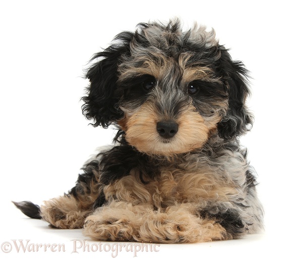 Cute tricolour merle Daxie-doodle puppy, Dougal, lying with head up, white background